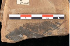 Foto (Detailansicht) von Peridermium palaeopini Ettingshausen (NHMW-GEO-2024-0188-0003)